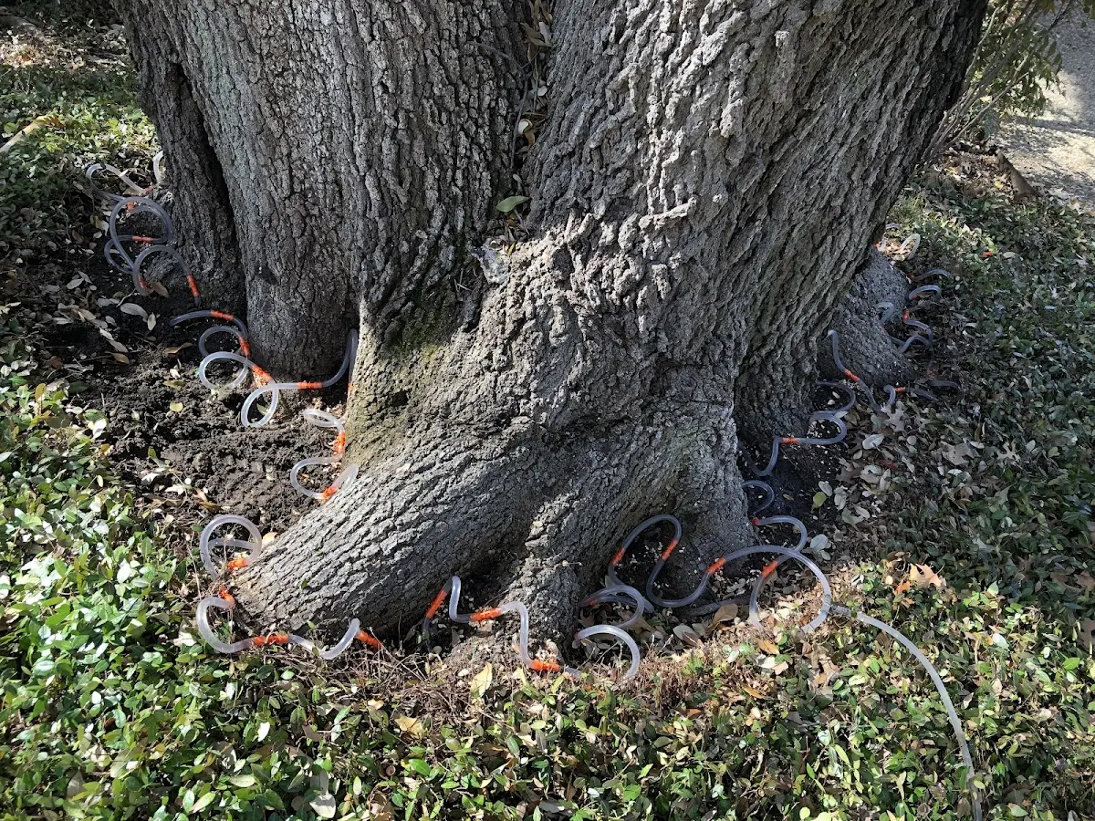 Detailed Tree Cabling and Bracing job site in Lawndale