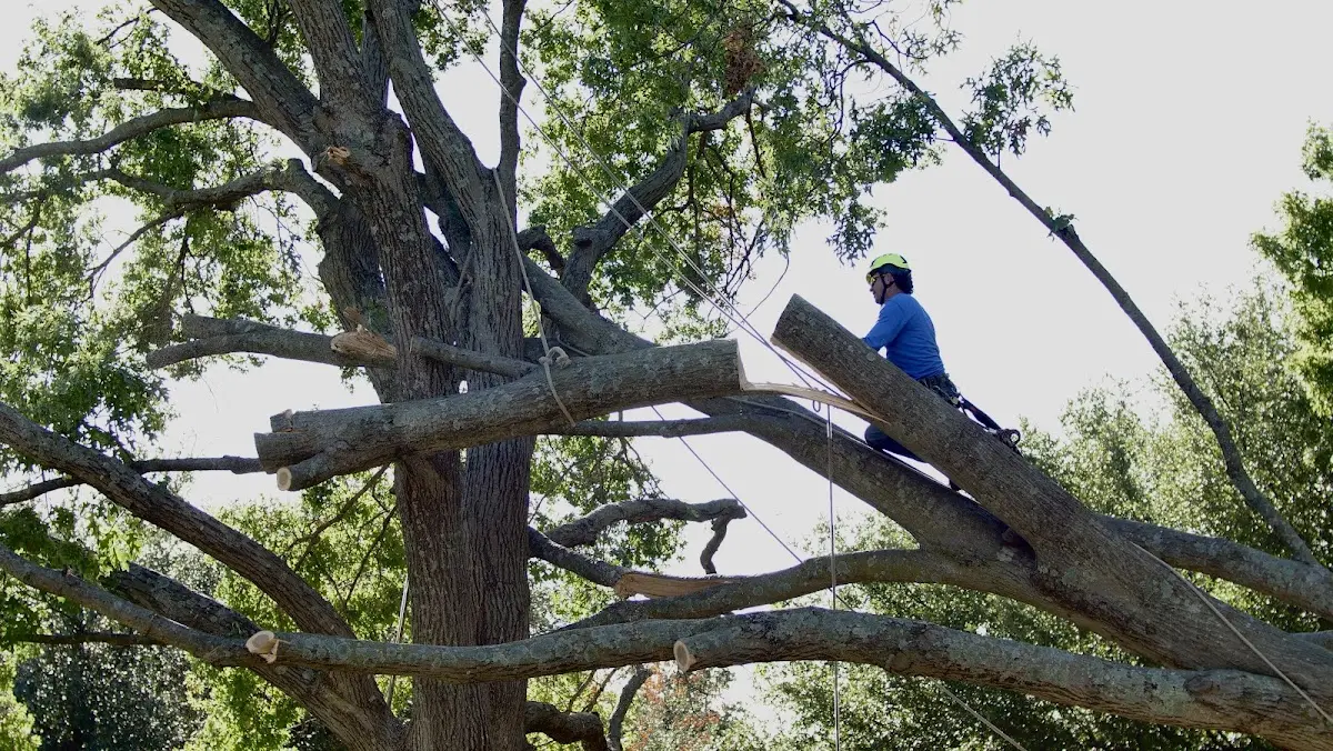 Professional Hazardous Tree Removal performed by certified arborists in Lawndale