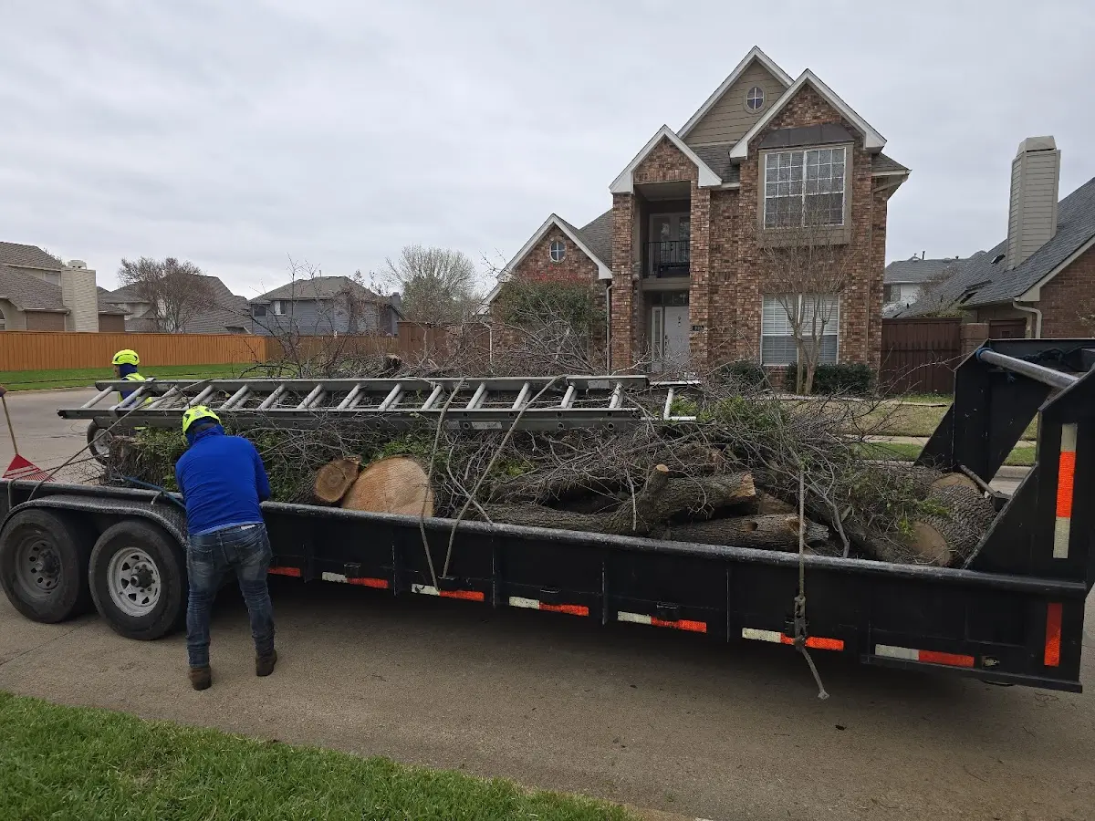 Expert Tree Removal with proper safety equipment in Lawndale